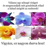 Válassz egy nőnapi virágot és megmondjuk mit gondolnak a hátad mögött rólad az emberek! Vigyázz, ez nagyon durva